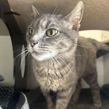 Lilac -  Domestic Short Hair Cat for Adoption in Park City, Utah - Lilac | PetCurious