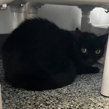 Shellie -  Domestic Short Hair Cat for Adoption in Lakeland, Florida - Shellie | PetCurious