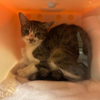 Mulberry -  Domestic Short Hair Cat for Adoption in Bristol, Indiana - Mulberry | PetCurious