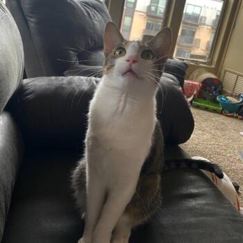 Sylvain -  Domestic Short Hair Cat for Adoption in Des Moines, Iowa - Sylvain | PetCurious