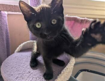 BOBA -  Domestic Short Hair Cat for Adoption in Santa Clara, California - BOBA | PetCurious