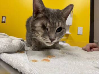 Reason -  Domestic Short Hair Cat for Adoption in Raleigh, North Carolina - Reason | PetCurious