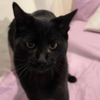 Zander aka puca -  Domestic Short Hair Cat for Adoption in Grantsville, Utah - Zander Aka Puca | PetCurious