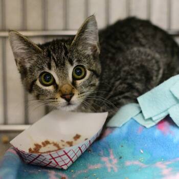 Juniper -  Domestic Short Hair Cat for Adoption in Idaho Falls, Idaho - Juniper | PetCurious