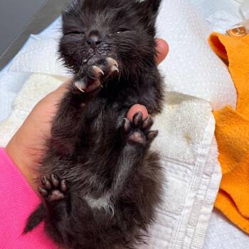 Purrcilla -  Domestic Short Hair Cat for Adoption in Brevard, North Carolina - Purrcilla | PetCurious