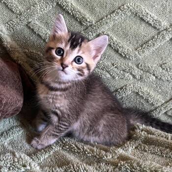 Vaggie -  Domestic Short Hair Cat for Adoption in Edwardsville, Illinois - Vaggie | PetCurious