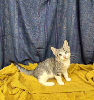 Buttercup -  Domestic Short Hair Cat for Adoption in Upper Sandusky, Ohio - Buttercup | PetCurious