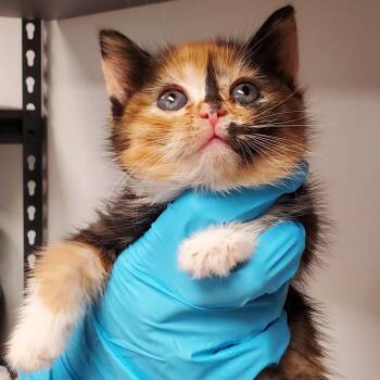 Domestic Short Hair Cats Available for Adoption in Hattiesburg, Mississippi - Paperclip | PetCurious