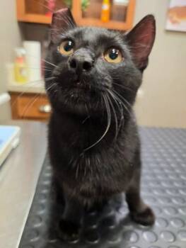 Indigo -  Domestic Short Hair Cat Available for Adoption in College Station, Texas - Indigo | PetCurious