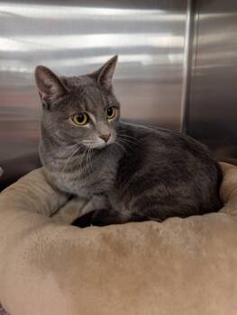 Rescue Domestic Short Hair Cats for Adoption in Tucson, Arizona - Sativa | PetCurious