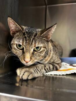 Rescue Domestic Short Hair Cats for Adoption in Meriden, Connecticut - Salami | PetCurious