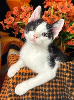 4/22/26 Mochi -  Domestic Short Hair Cat for Adoption in Stillwater, Oklahoma - 4/22/26 Mochi | PetCurious