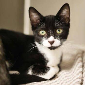 Abby -  Domestic Short Hair Cat for Adoption in Atlanta, Georgia - Abby | PetCurious