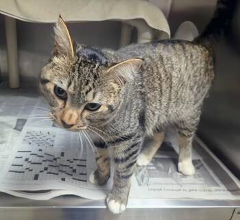 Domestic Short Hair Cats Available for Adoption in Springfield, Illinois - Evan | PetCurious