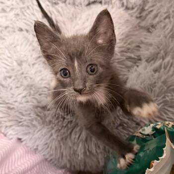 Domestic Short Hair Cats Available for Adoption in Boerne, Texas - Time Flies | PetCurious