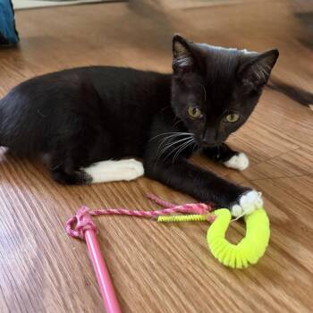 Pep -  Domestic Short Hair Cat for Adoption in Brea, California - Pep | PetCurious