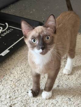 Emerie -  Domestic Short Hair Cat for Adoption in Mckinney, Texas - Emerie | PetCurious