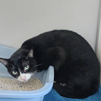 Bruce -  Domestic Short Hair Cat for Adoption in Burlington, Ontario - Bruce | PetCurious