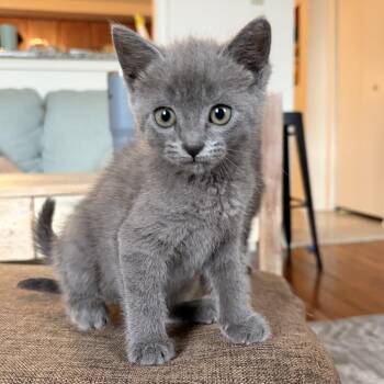 Icy -  Domestic Short Hair Cat for Adoption in Philadelphia, Pennsylvania - Icy | PetCurious