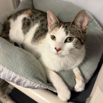 Molly -  Domestic Short Hair Cat for Adoption in South Elgin, Illinois - Molly | PetCurious