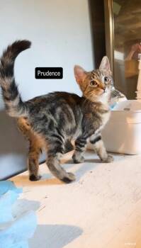 Prudence -  Tabby Cat for Adoption in Gardena, California - Prudence | PetCurious