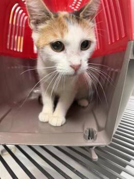 61672433 -  Domestic Short Hair Cat for Adoption in El Paso, Texas - 61672433 | PetCurious