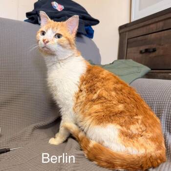 Berlin -  Domestic Short Hair Cat for Adoption in Buffalo, Minnesota - Berlin | PetCurious
