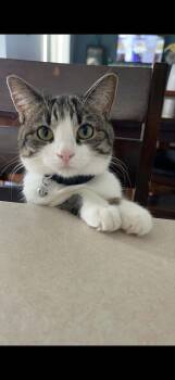 Domestic Short Hair Cats Available for Adoption in Wheeling, Illinois - Margot | PetCurious