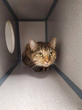 Flame -  Domestic Short Hair Cat for Adoption in Liverpool, New York - Flame | PetCurious