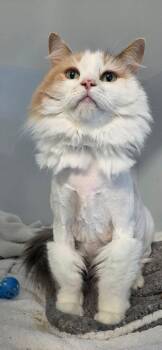 Amandine -  Domestic Medium Hair Cat for Adoption in Delson, Quebec - Amandine | PetCurious