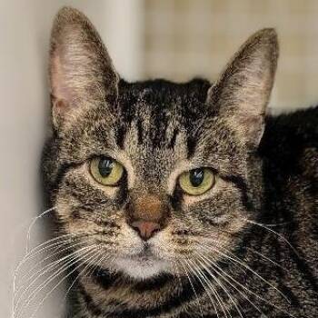 Domestic Short Hair Cats Available for Adoption in Buffalo, New York - Nanami | PetCurious