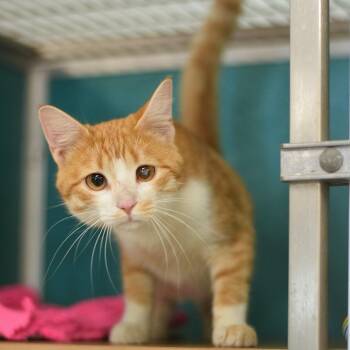 Jonathan Dav-Hiss -  Domestic Short Hair Cat for Adoption in Belleville, Illinois - Jonathan Dav-Hiss | PetCurious