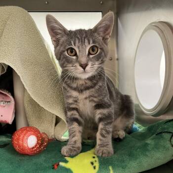 Blue Moon -  Domestic Short Hair Cat for Adoption in York, Pennsylvania - Blue Moon | PetCurious
