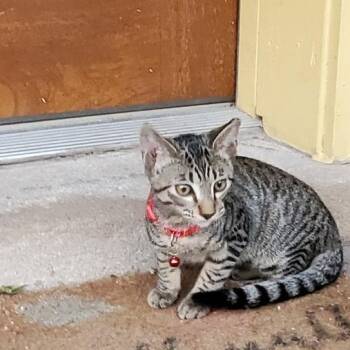 Fox -  Domestic Short Hair Cat for Adoption in Chicago, Illinois - Fox | PetCurious