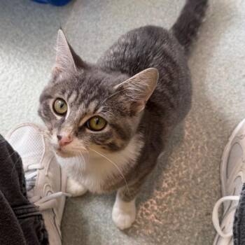 Zebee -  Domestic Short Hair Cat for Adoption in Chicago, Illinois - Zebee | PetCurious