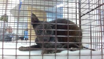 DORITO -  Domestic Short Hair Cat for Adoption in Doral, Florida - DORITO | PetCurious