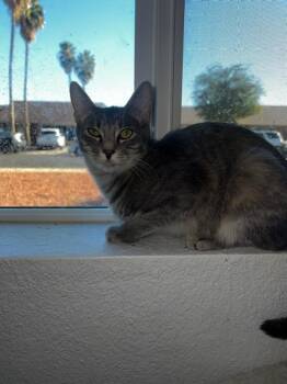 Domestic Short Hair and Tabby Cats Available for Adoption - Snookie Jersey Bonded To Jwow Jersey | PetCurious