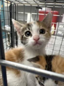 PRINCESS DONUT -  Domestic Medium Hair Cat for Adoption in Las Vegas, Nevada - PRINCESS DONUT | PetCurious