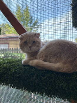 Rescue Tabby Cats for Adoption in Chicago, Illinois - Tank | PetCurious