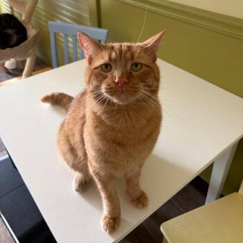 Tang -  Domestic Short Hair Cat for Adoption in Bloomington, Illinois - Tang | PetCurious