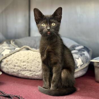 Domestic Short Hair Cats Available for Adoption in Austin, Texas - Sandwich | PetCurious