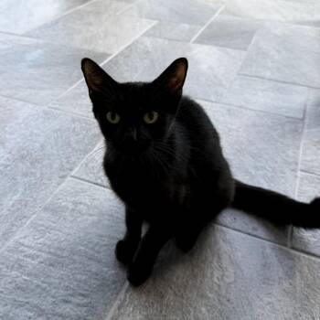 Hayley -  Domestic Short Hair Cat for Adoption - Hayley | PetCurious