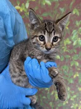 Domestic Short Hair Cats Available for Adoption in San Antonio, Texas - Sage | PetCurious