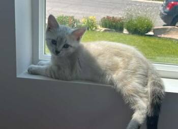 Poppy -  Domestic Short Hair Cat for Adoption in Millcreek, Utah - Poppy | PetCurious