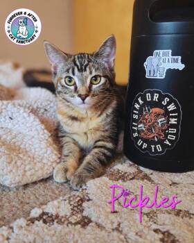 Pickles -  Domestic Short Hair Cat for Adoption in Austintown, Ohio - Pickles | PetCurious
