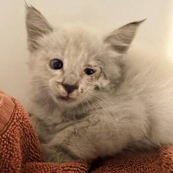 Minty -  Domestic Short Hair Cat for Adoption in Las Cruces, New Mexico - Minty | PetCurious