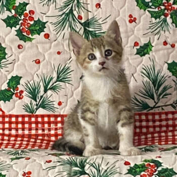 Rescue Domestic Short Hair Cats for Adoption in Glenfield, New York - Cartman | PetCurious