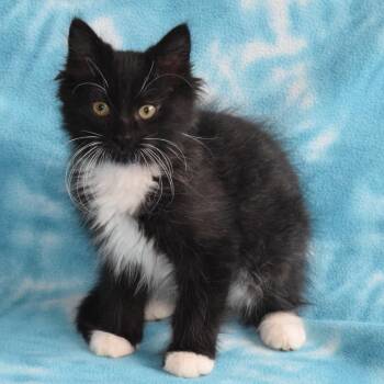 Jekyll -  Domestic Short Hair Cat for Adoption in Eureka, California - Jekyll | PetCurious