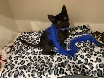 Domestic Short Hair Cats Available for Adoption in Aurora, Colorado - Charcoal | PetCurious