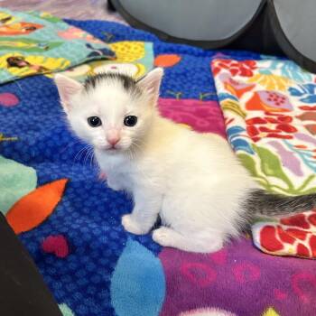 26-108 Rue (with Mom, Margot) -  Domestic Short Hair Cat for Adoption in North Branford, Connecticut - 26-108 Rue (with Mom, Margot) | PetCurious